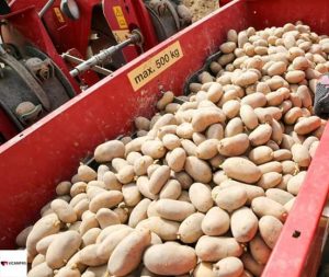 Mangu mechanized farms