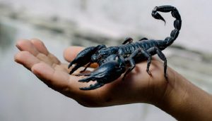 South Asia Smoking Scorpion
