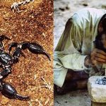 South Asia Smoking Scorpion