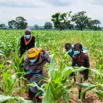 Nigeria's FG Launches Bill Gates-Funded GMO Seeds, Names It TELA Maize Variety
