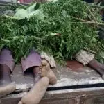 Terrorists Farmers Gwoza, Borno