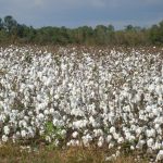 Mali Leading Cotton Producer