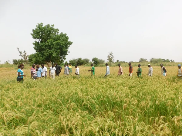 Burkina Fasos Yatenga Province Anticipates Over 80 Tons of Rice Harvest as Security Improves