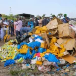 Kankan Authorities Indian Hemp