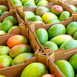 Mali Mango Industry Economy